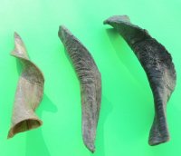  Natural Goat Horns <font color=red> Wholesale</font> (8"/11") - 25 @ $4 each