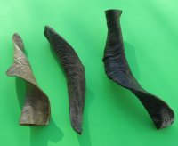  Natural Goat Horns <font color=red> Wholesale</font> (8"/11") - 25 @ $4 each