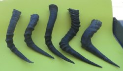Authentic African Red Hartebeest Single Horns for Sale - Pack of 2 @ $16.00  each
