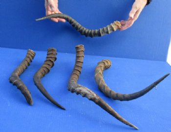 Craft Grade B African Impala horns with Bone Core<font color=red> Wholesale</font> 10 inches to 21 inches - 15 @ $6.00 each