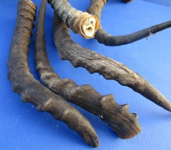 Craft Grade B African Impala Horn with Bone Core for Sale - 2 @ $9.60 each