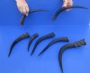 9 to 14 inches Small Impala Horns for Sale with Ends Cut - Packed 2 @ $7.50 each; Pack of 12 @ $6.00 each; 