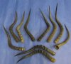 African Impala Antelope Horns for Sale 16 to 22 inches - Pack of  2 @ $19.00 each