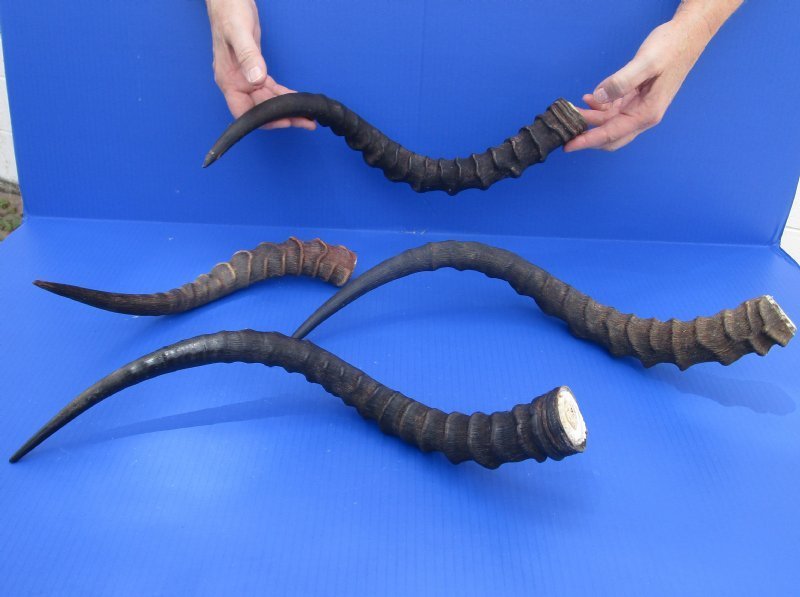 15 to 23 inches African Impala Horns for Sale with Bone Core