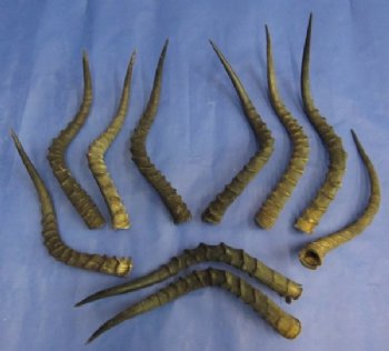 African Impala horns<font color=red> Wholesale</font> 16 inches to 22 inches - 12 @ $12.00 each