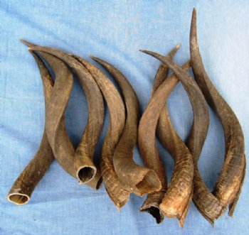 Small Kudu Horns <font color=red>Wholesale</font> 15 to 19 inches - 6 @ $18.00 each