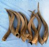 20 to 24 inches Wholesale Natural Kudu Horns  in Bulk  -  Case of 5 @ $28.00 each