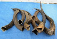 Small Kudu Horns <font color=red>Wholesale</font> 15 to 19 inches - 6 @ $18.00 each