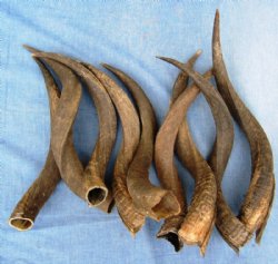 20 to 24 inches Natural Kudu Horns <font color=red> Wholesale</font>  - 5 @ $28.00 each