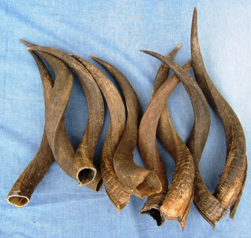 20 to 24 inches Wholesale Kudu Horns for Sale in Bulk Case of 5 18 each