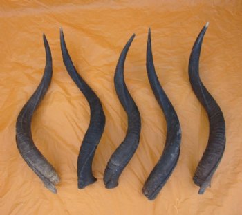 25 to 29 inches Natural Kudu Horns <font color=red>Wholesale</font> - 3 @ $39.00 each; 5 @ $35.00 each 