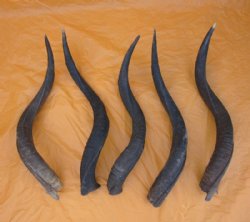 25 to 29 inches Natural Kudu Horns <font color=red>Wholesale</font> - 3 @ $39.00 each; 5 @ $35.00 each 