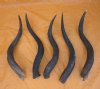 25 to 29 inches Natural Kudu Horns for Sale  - Pack of 1 @ $49.99 each