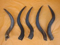 25 to 29 inches Natural Kudu Horns <font color=red>Wholesale</font> - 3 @ $39.00 each; 5 @ $35.00 each 