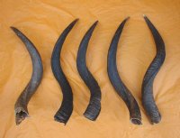 25 to 29 inches Natural Kudu Horns <font color=red>Wholesale</font> - 5 @ $45 each (SHIPS UPS ONLY)