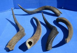Natural Kudu Horns <font color=red>Wholesale, B Grade Quality</font> 30 to 35 inches -  3 @ $35 each
