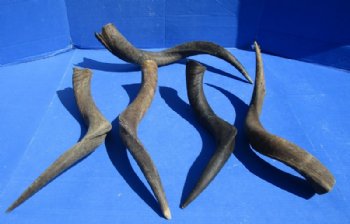 Natural Kudu Horns <font color=red>Wholesale, B Grade Quality</font> 30 to 35 inches -  3 @ $35 each