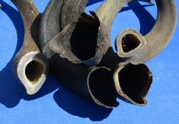 Natural Kudu Horns <font color=red>Wholesale, B Grade Quality</font> 30 to 35 inches -  3 @ $35 each