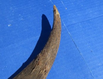 Natural Kudu Horns <font color=red>Wholesale, B Grade Quality</font> 30 to 35 inches -  3 @ $35 each