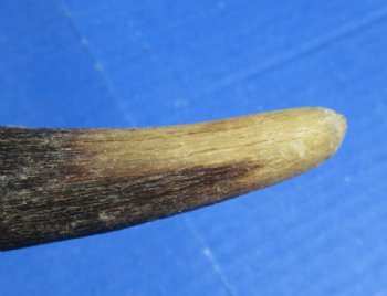 Natural Kudu Horns <font color=red>Wholesale, B Grade Quality</font> 30 to 35 inches -  3 @ $35 each