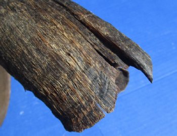 Natural Kudu Horns <font color=red>Wholesale, B Grade Quality</font> 30 to 35 inches -  3 @ $35 each