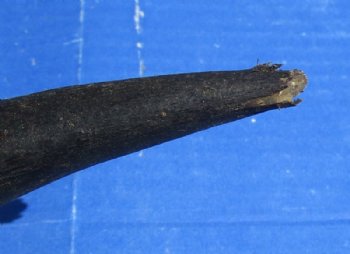 Natural Kudu Horns <font color=red>Wholesale, B Grade Quality</font> 30 to 35 inches -  3 @ $35 each