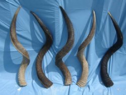 30 to 34 inches Natural Kudu Horns <font color=red> Wholesale</font> - 2 @ $65.00 each; 5 @ $58.00 each (SHIPS UPS ONLY) 
