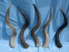 30 to 34 inches <FONT COLOR=RED>Wholesale</FONT> Natural Kudu Horns for Sale in bulk -  Case of 2 @ $55.00 each; Case of 5 @ $49.00 each 