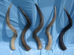 35 to 39 inches Greater Kudu Horn - $89.99 each