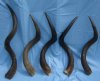 35 to 39 inches Wholesale Kudu Horns, Natural, - Case of 5 @ $72.00 each (Shipped UPS Signature Required)