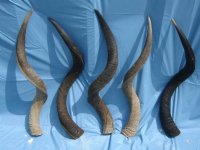 35 to 39 inches Kudu Horns <font color=red>Wholesale</font> - 5 @ $85.00 each (SHIPS UPS Delivery Signature Required)
