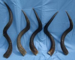 40 to 44 inches Kudu Horns <font color=red> Wholesale</font> - 5 @ $108.00 each (Shipped UPS Signature Required)