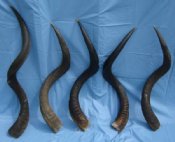 Kudu Horns Natural and Polished