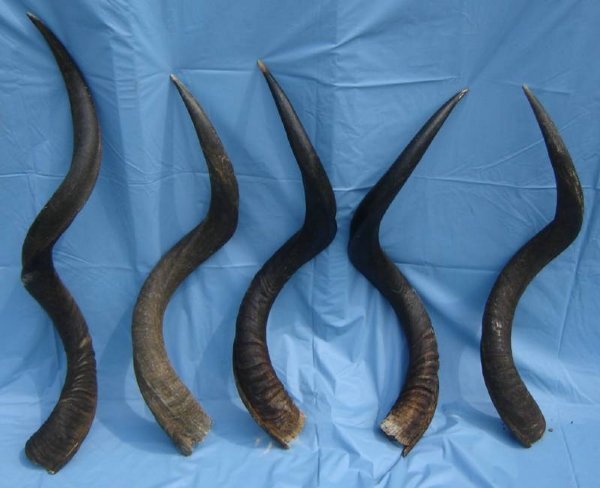 40 To 45 Inches Wholesale Authentic Spiral African Kudu Horns For Sale 