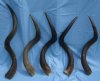 45 to 49 inches Extra Large Kudu Horns <font color=red> Wholesale</font> - 1 or 2 @ $145.00 each (SHIPS UPS ONLY)