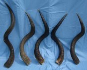 Natural Kudu Horns, Kudu Horn