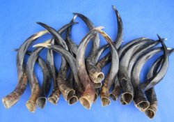 Small Half-Polished Kudu Horns 20 to 24 inches <font color=red> Wholesale</font> - 3 @ $42.00 each; 5 @ $37.00 each