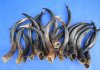 20 to 24 inches<font color=red> Wholesale Small Half-Polished</font> Kudu Horns in Bulk - Case of 3 @ $42.00 each; Case of 5 @ $37.00 each