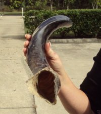 Small Half-Polished Kudu Horn 20 to 24 inches - $52.00 each