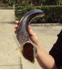 Small Half-Polished Kudu Horns 20 to 24 inches <font color=red> Wholesale</font> - 3 @ $42.00 each; 5 @ $37.00 each