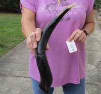 Small Half-Polished Kudu Horn 20 to 24 inches - $52.00 each