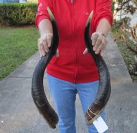 Half-Polished Kudu Horn 25 to 29 inches - $69.99 each