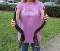 Half-Polished Kudu Horn 25 to 29 inches - $69.99 each