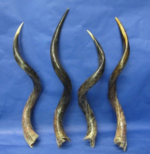 45 to 49 inches Extra Large Polished kudu Horns for Sale