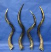 30 to 34 inches <font color=red>Wholesale Half-Polished</font> Kudu Horns in Bulk - Case of 5 @ $64.00 each (Shipped UPS Signature Required)