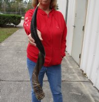 35 to 39 inches Half-Polished Kudu Horns <font color=red>Wholesale </font>  - 5 @ $99.00 each (Delivery Signature Required)