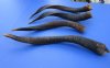 21 to 27 inches <font color=red> Wholesale</font> African Nyala Horns for Sale - Case of  6 @ $18.00 each