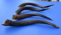 African Nyala Horns 14 to 20 inches <font color=red> Wholesale</font>  -  6 @ $21.00 each