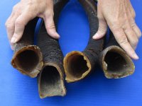 African Nyala Horns 14 to 20 inches <font color=red> Wholesale</font>  -  6 @ $21.00 each