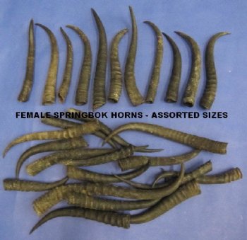 Bulk Female Springbok Horns<font color=red> Wholesale</font>  4 to 9 inches - 25 @ $4.00 each